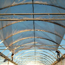 Greenhouse Covering